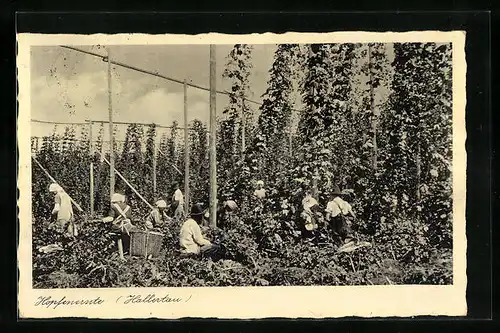 AK Hopfenernte in der Hallertau