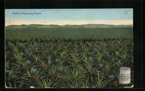 AK Field of growing Pines, Ananas-Feld