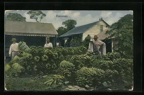 AK Farmer bei der Bananenernte
