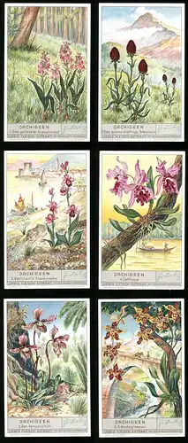 6 Sammelbilder Liebig, Serie Nr. 1362: Orchideen, Venusschuh, Odontoglossum, Knabenkraut