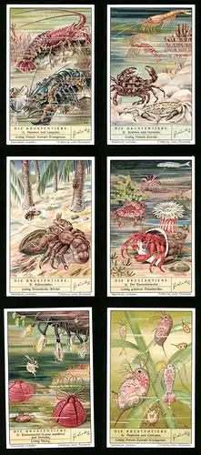 6 Sammelbilder Liebig, Serie Nr. 1373: Krustentiere, Hummer, Krabben, Garnelen, Daphnien