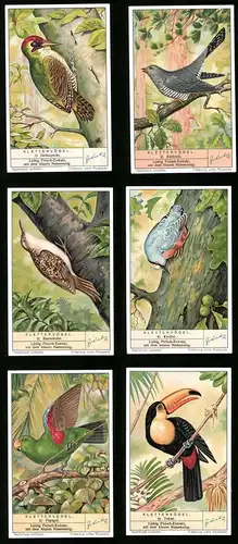 6 Sammelbilder Liebig, Serie Nr. 1365: Klettervögel, Tukan, Kuckuck, Papagei