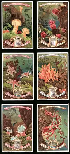 6 Sammelbilder Liebig, Serie Nr. 595: Unter dem Meeresspiegel, Korallenschwamm, Kammstern, Seenelken