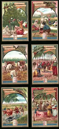 6 Sammelbilder Liebig, Serie Nr. 566: Ausländische Culturpflanzen, Kaffebaum, Zuckerrohr, Mais, Dattelpalme