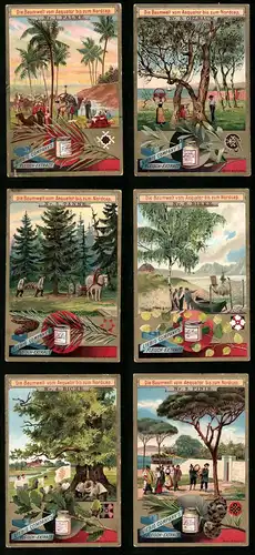 6 Sammelbilder Liebig, Serie Nr. 501: Die Baumwelt vom Aequator bis zum Nordcap, Eiche, Pinie, Palme