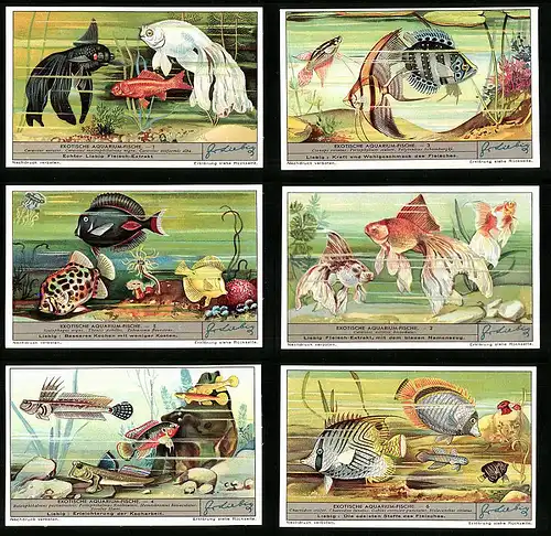 6 Sammelbilder Liebig, Serie Nr. 1339: Exotische Aquarium-Fische, Goldfisch, Meereswelt, Carassius