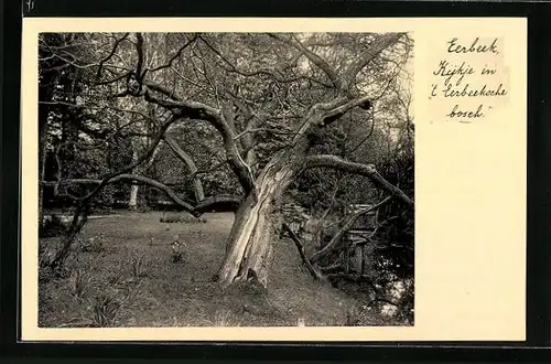 AK Eerbeek, Kijkje in `t Eerbeeksche boseh, Baum