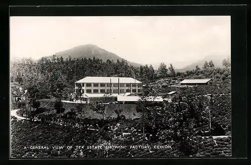 AK Ceylon, General view of tea estate showing factory