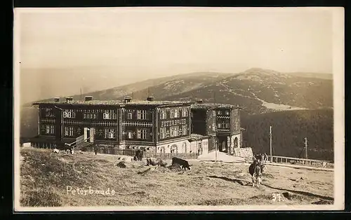 AK Peterbaude im Riesengebirge, Kühe auf der Wiese mit Blick ins Tal