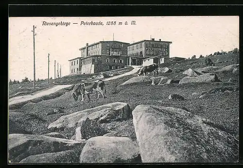 AK Peterbaude im Riesengebirge, Felsen und Kühe am Weg hinauf zur Baude