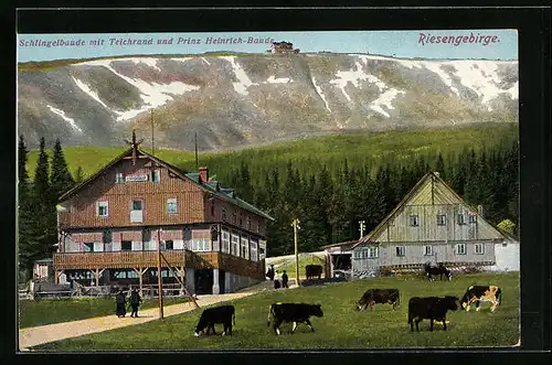 AK Prinz Heinrich-Baude im Riesengebirge, Schlingelbaude mit Teichrand und Blick hinauf zur Prinz-Heinrich-Baude