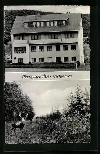 AK Oberzeuzheim / Westerwald, Haus Westerland, Hirsch im Wald