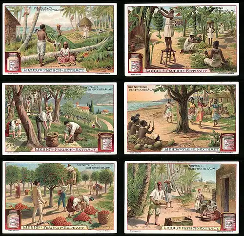 6 Sammelbilder Liebig, Serie Nr. 878: Die Nutzung der Fruchtbäume, Orangen, Datteln, Oliven