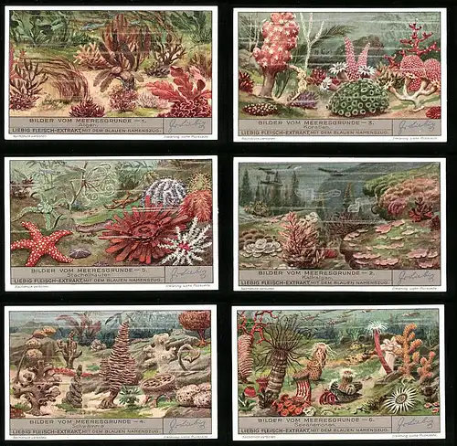 6 Sammelbilder Liebig, Serie Nr. 1345: Bilder vom Meeresgrunde, Kalkalgen, Seeanemonen, Schwämme, Korallen