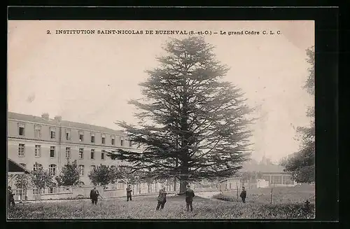 AK Buzenval, Institution Saint-Nicolas, Le grande Cedre