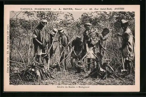 AK Madagascar, Récolte du Manioc