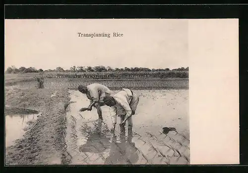 AK Transplanting Rice