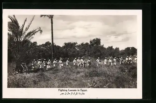 AK Egypt, Fighting Locusts