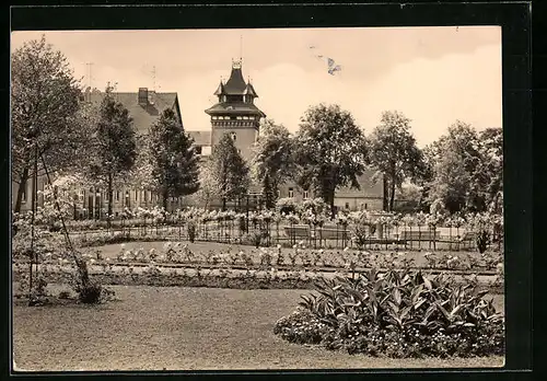 AK Aschersleben, Rosarium am Thälmannpark