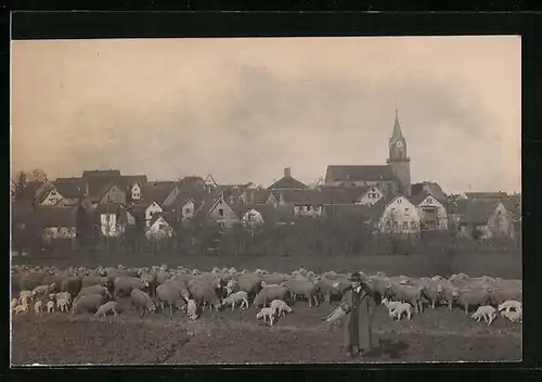 AK Güglingen, Panorama des Ortes hinter Schäfer mit Schafherde