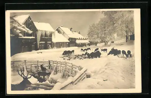 AK Bad Harzburg, Wildfütterung am Wintersportplatz Molkenhaus