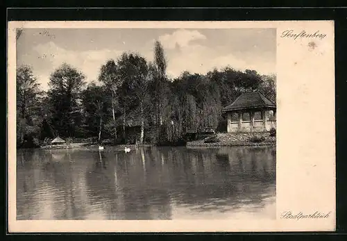 AK Senftenberg, Stadtparkteich mit Schwänen