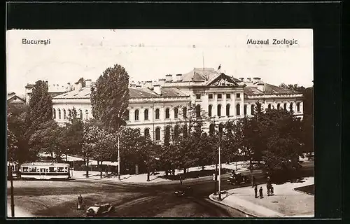 AK Bucuresti, Muzeul Zoologic, Strassenbahn