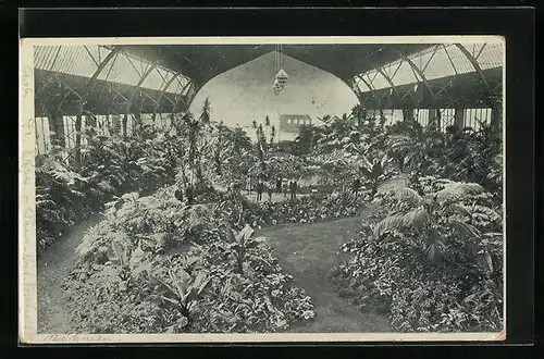 AK Prag, Zahradnicko-Ovocnicke Vystavy 1910, Tropicky Haj