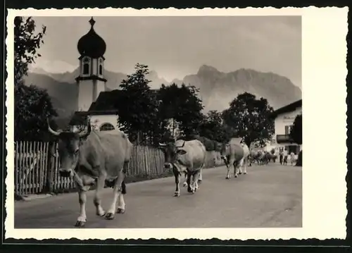 Fotografie unbekannter Fotograf, Ansicht Krün / Bayern, Kühe werden durch den Ort getrieben, Kirche im Hintergrund