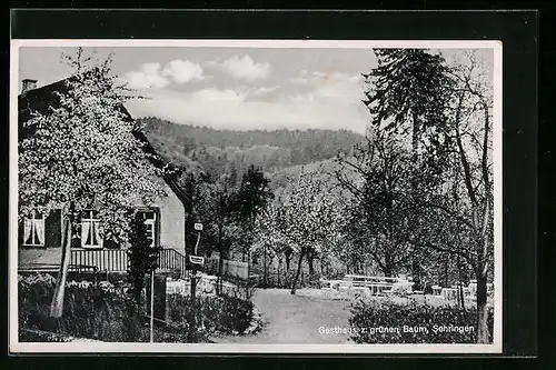 AK Sehringen, Gasthaus zum grünen Baum