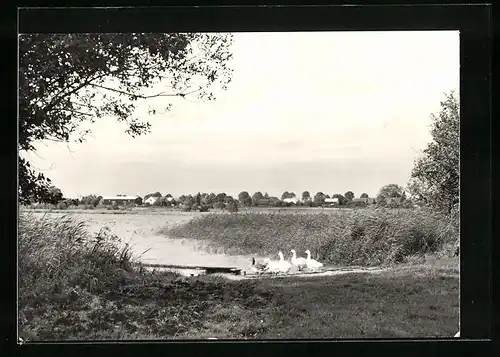 AK Peetsch /Meckl., Gänse am Ufer des Schulzensee