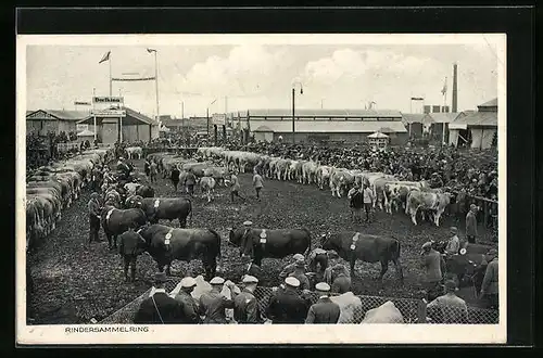 AK Erfurt, 1. Reichsnährstands-Ausstellung 1934, Rindersammelring