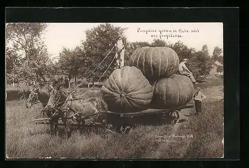 AK Transport von Riesenkürbissen auf einem Pferdewagen