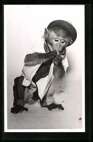 AK Affe mit einem Hut, vermenschlichte Tiere