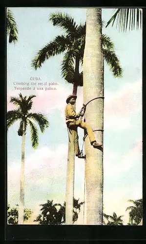 AK Cuba, Climbing the Royal Palm, Pflücker, Landwirtschaft