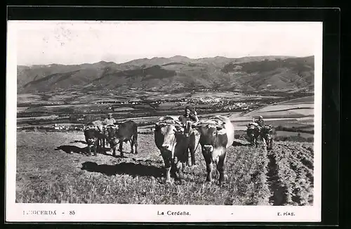 AK Puigcerda, La cerdana, Ochsenpflug