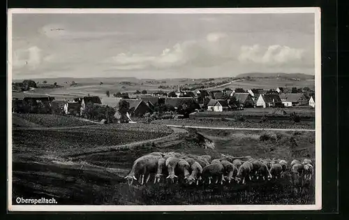 AK Oberspeltach, Teilansicht mit Schafherde