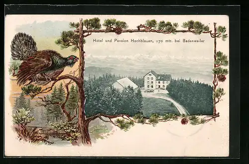 Passepartout-Lithographie Badenweiler, Hotel u. Pension Hochblauen, Auerhahn