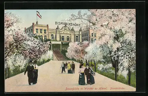 AK Werder a. Havel, Bismarckhöhe mit Baumblüte