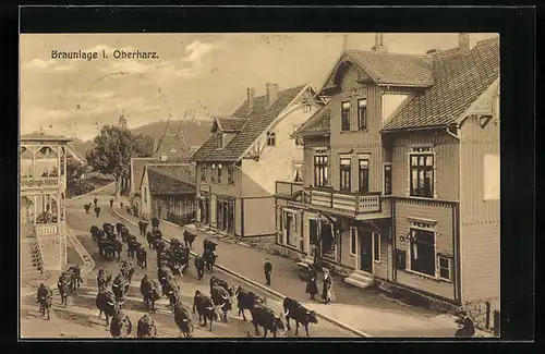 AK Braunlage i. Oberharz, Rinderherde im Ort