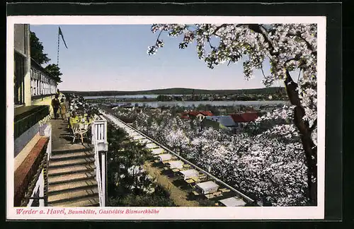 AK Werder a. Havel, Baumblüte, Gaststätte Bismarckhöhe