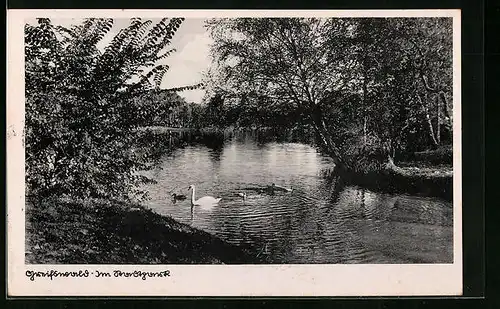 AK Greifswald, Schwäne im Stadtpark