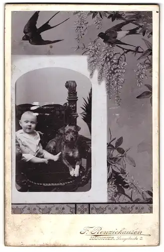 Fotografie F. Renziehausen, Hannover, Kleinkind im Kleidchen mit Hund auf einem Stuhl