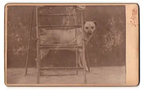 Fotografie Pokorny, Wien, Portrait Hund steht hinter einer Leiter