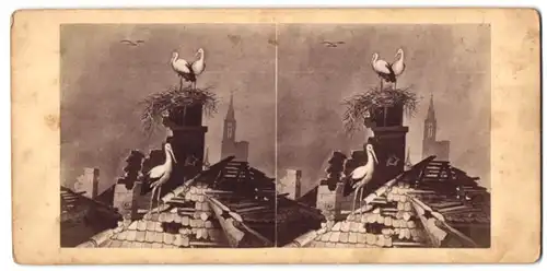 Stereo-Fotografie unbekannter Fotograf, Ansicht Strassburg, Störche bauen ihr Nest auf zerstörtem Dach