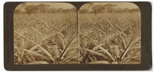 Stereo-Fotografie American Stereoscopic Co., New York / NY, eine Ananas Platage in Florida