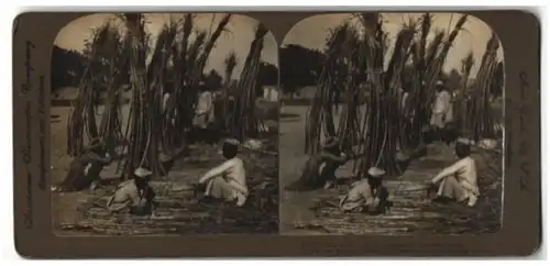 Stereo-Fotografie American Stereoscopic Co., New York, Ansicht Lucknow, Selling sugar-cane at the market, Indien
