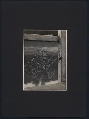 Fotografie Spinnennetz mit Tautropfen in einem Holzgebälk