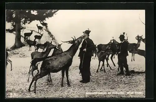 AK Mariazell, Männer bei der Hirschfütterung