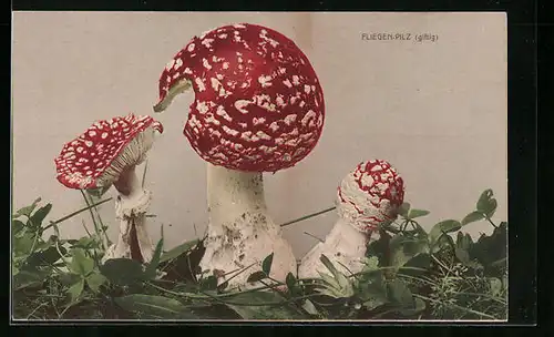 AK Fliegenpilz, Makroaufnahme im Klee